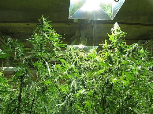 legalization of weed. to legalizing marijuana,